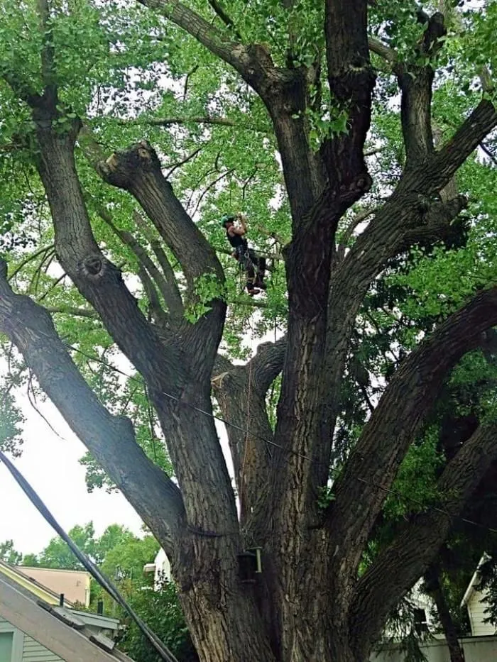 Business 3 image SECOND NATURE TREE CARE