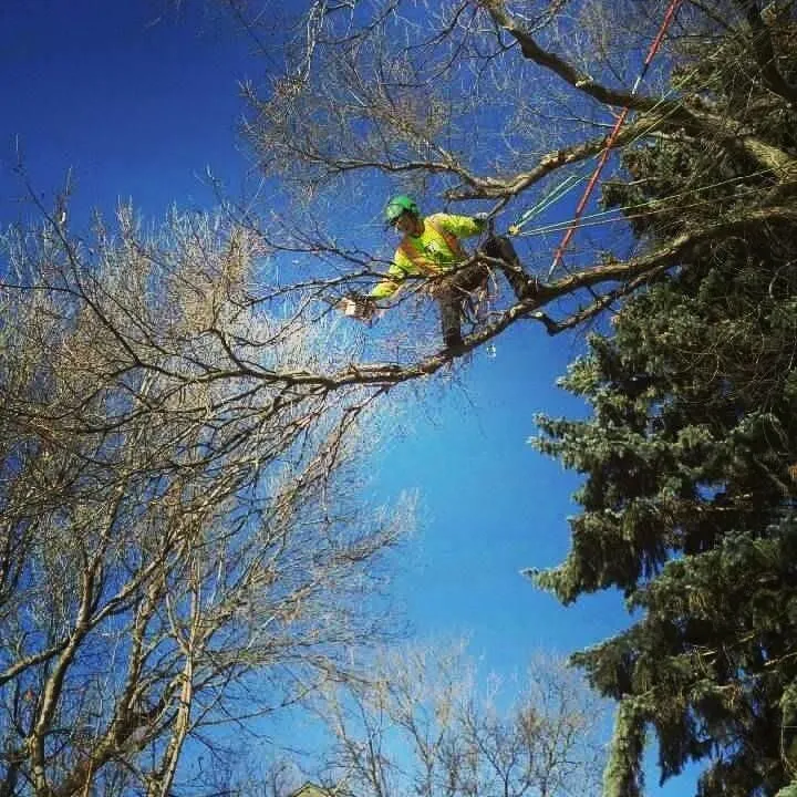 Business 6 image SECOND NATURE TREE CARE