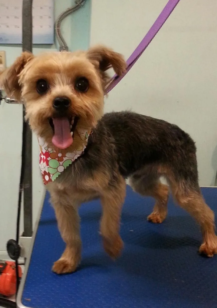 Entreprises 2 image IN THE DOG'S HOUSE