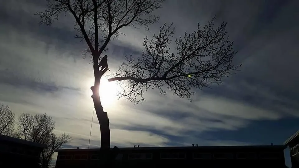 Business 5 image SECOND NATURE TREE CARE